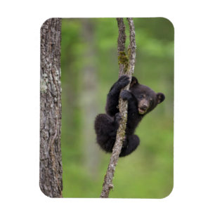 Schwarzbärjunges spielt, Tennessee Magnet