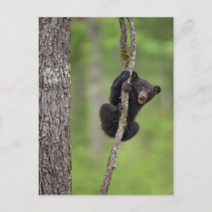Schwarzbärjunges spielt, Tennessee Postkarte