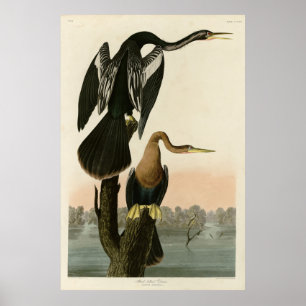 Schwarzbaucher Darter von Audubon Birds of America Poster