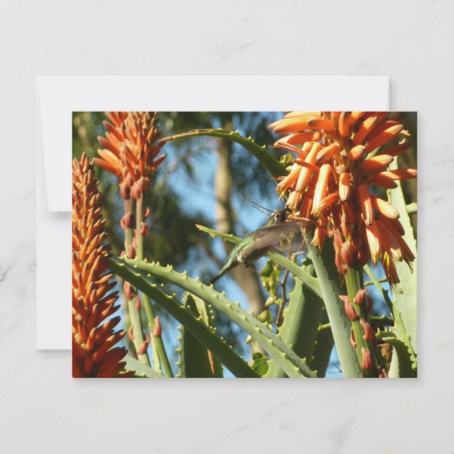 Schwarzbraun-Hummingvogel im Flug (Vorderseite)