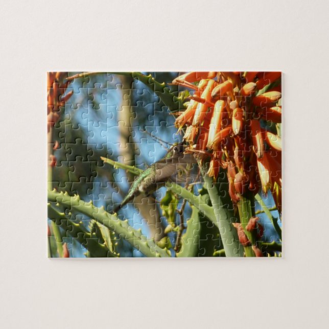 Schwarzbraun-Hummingvogel im Flug (Horizontal)