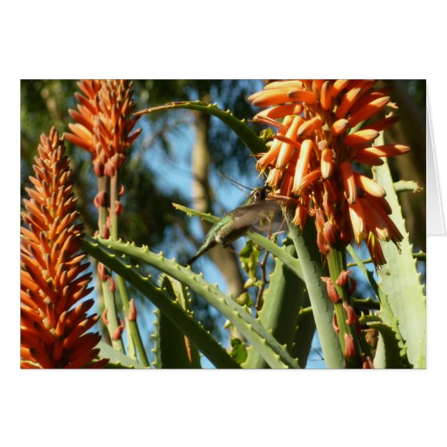 Schwarzbraun-Hummingvogel im Flug (Vorderseite (Horizontal))