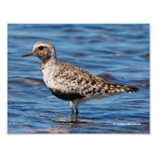Schwarzbündner Plover an der Küste Fotodruck