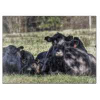 Schwarze Angus-Kühe im Weiden-Schneidebrett
