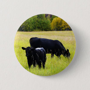 Schwarze Angus-Paare auf dem Gebiet Button