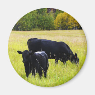 Schwarze Angus-Paare auf dem Gebiet Magnet