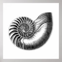 Schwarze Antike Nautilus Wissenschaftliche Illustr