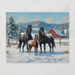Schwarze Appaloosa Pferde auf einem Bauernhof im W