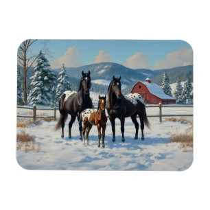 Schwarze Appaloosa Pferde auf einem Bauernhof im W Magnet