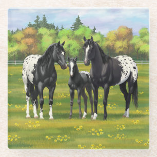 Schwarze Appaloosa Pferde im Sommer Weide Glasuntersetzer