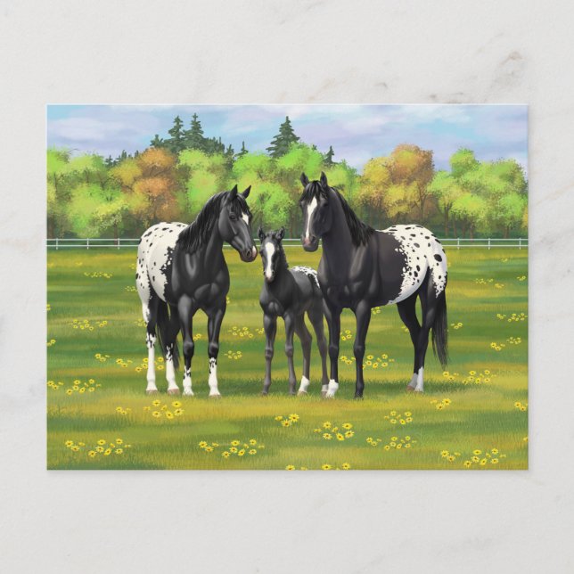 Schwarze Appaloosa Pferde im Sommer Weide Postkarte (Vorderseite)