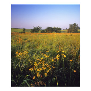 Schwarze Augen-Susans in Tallgrass-Prärie bei Neil Fotodruck