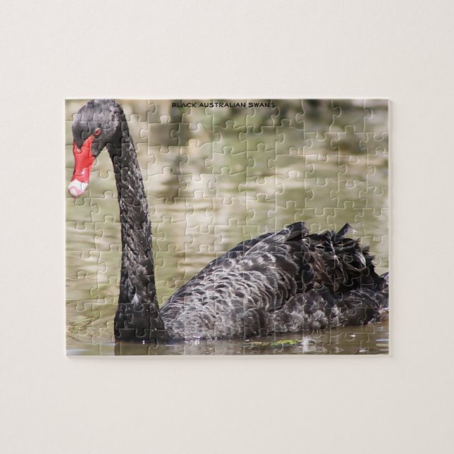 Schwarze australische Swans (Horizontal)