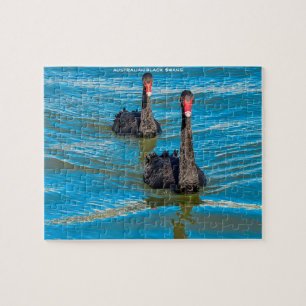 Schwarze australische Swans