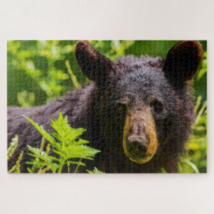 Schwarze Bären.