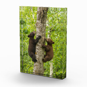 Schwarze Bärenjungen klettern auf einen Baum Fotoblock