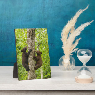 Schwarze Bärenjungen klettern auf einen Baum Fotoplatte