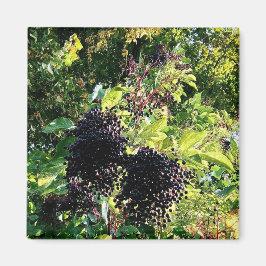 Schwarze Beeren Magnet