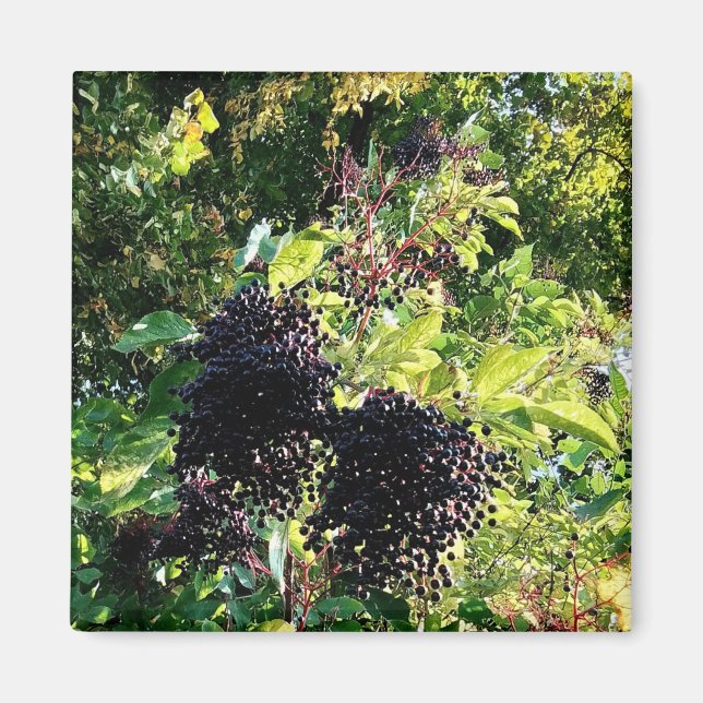 Schwarze Beeren Magnet (Vorne)