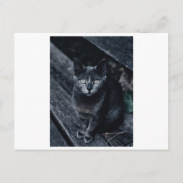 SCHWARZE CAT-FOTOGRAFIE-POSTKARTE POSTKARTE