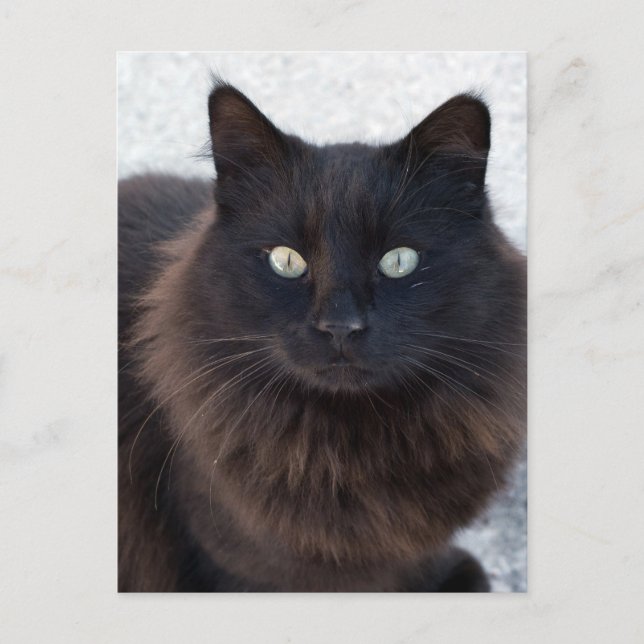 SCHWARZE CAT-FOTOGRAFISCHE POSTKARTEN (Vorderseite)