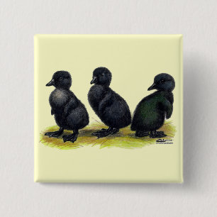 Schwarze Cayuga-Entenküken Button