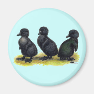 Schwarze Cayuga-Entenküken Magnet