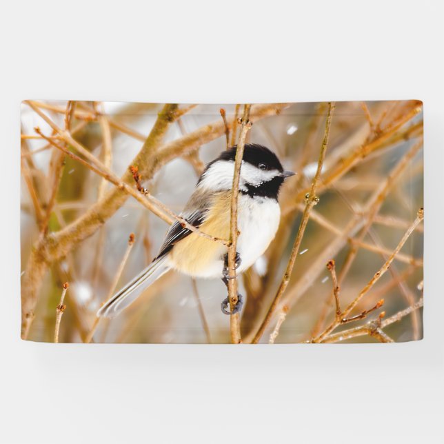 Schwarze Chickade - Original-Foto Banner (Horizontal)