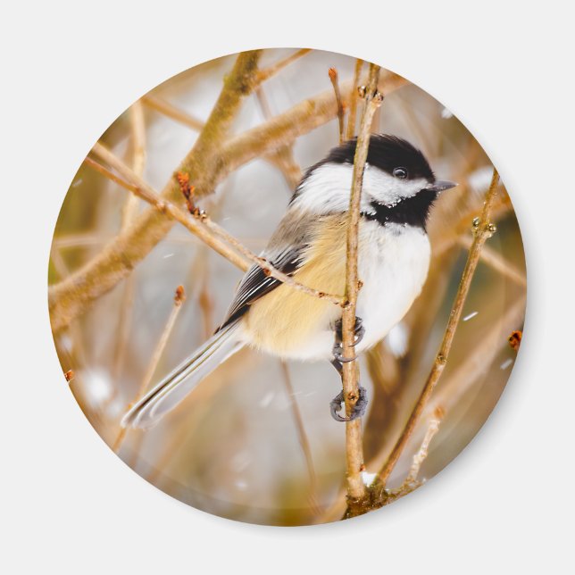 Schwarze Chickade - Original-Foto Magnet (Vorne)