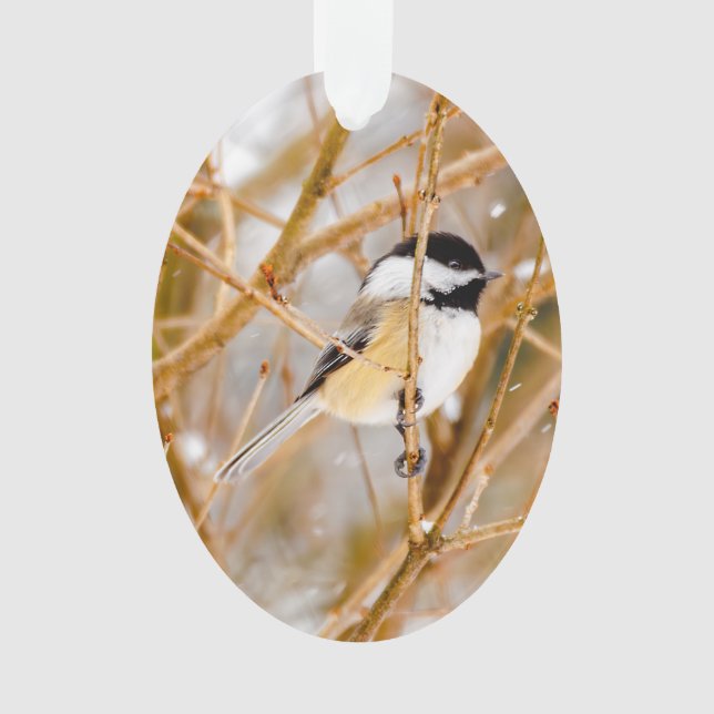 Schwarze Chickade - Original-Foto Ornament (Vorderseite)