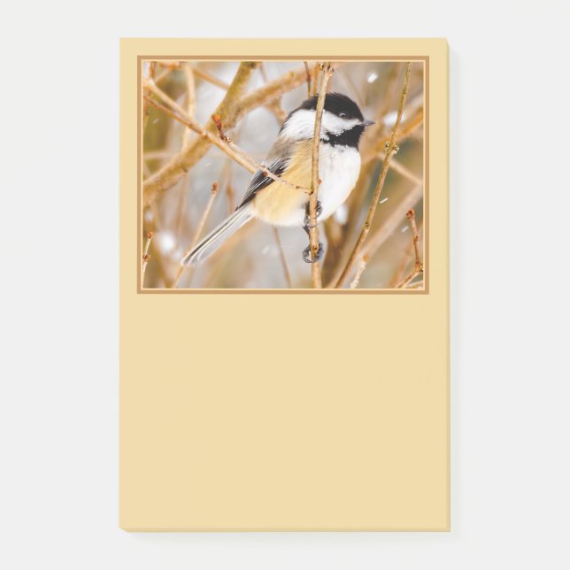 Schwarze Chickade - Original-Foto Post-it Klebezettel (Vorderseite)