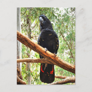 SCHWARZE COCKATOO QUEENSLAND AUSTRALIEN POSTKARTE