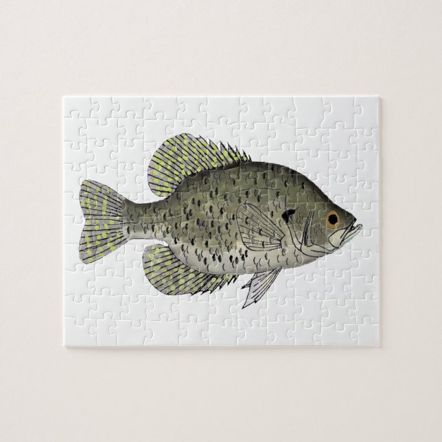 Schwarze Crappie (Horizontal)