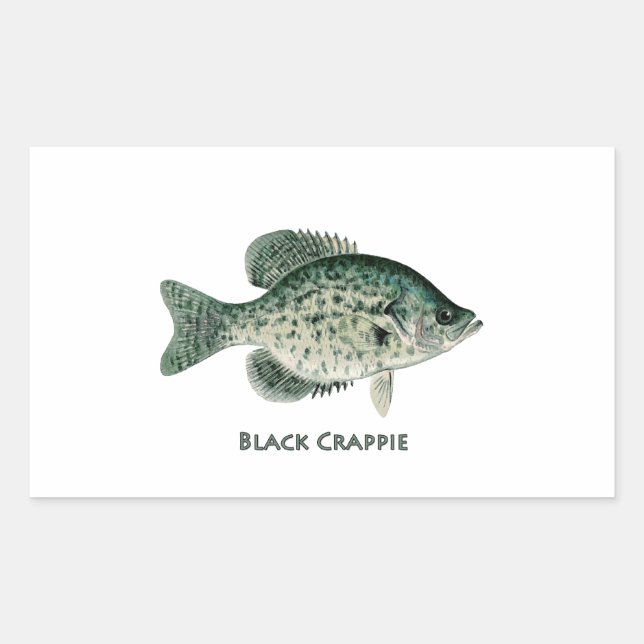 Schwarze Crappie Rechteckiger Aufkleber (Vorderseite)