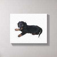 Schwarze Dackel Cocker Spanisch Welpenfotografie