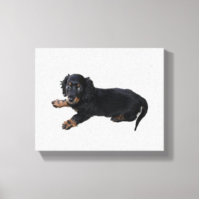 Schwarze Dackel Cocker Spanisch Welpenfotografie Leinwanddruck (Vorderseite)