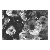 SCHWARZE DAHLIEN