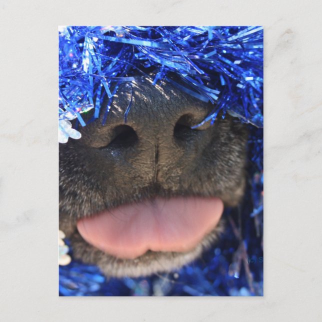 Schwarze Dose mit blauer Tinsel-Zunge Postkarte (Vorderseite)