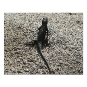 Schwarze Eidechse Fotodruck