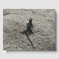 Schwarze Eidechse