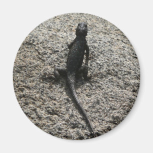 Schwarze Eidechse Magnet