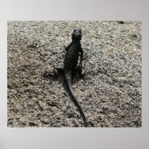 Schwarze Eidechse Poster
