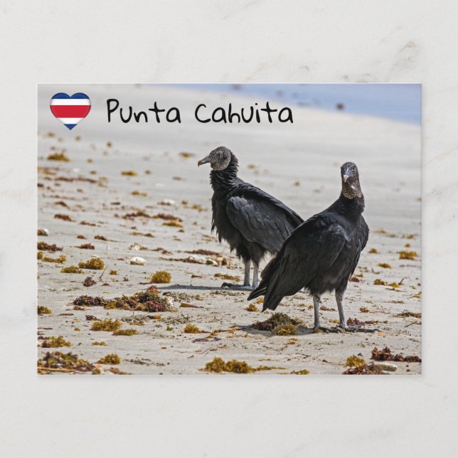 Schwarze Geier in Punta Cahuita - Costa Rica Postkarte (Vorderseite)