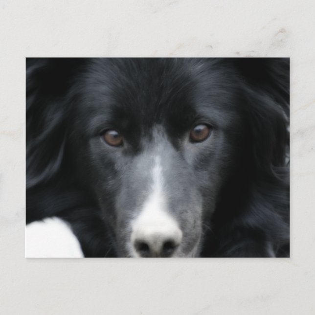 Schwarze Grenz-Collie-Gesicht-Hund Postkarte (Vorderseite)