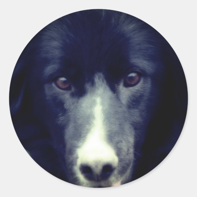 Schwarze Grenze Collie Face Runder Aufkleber (Vorderseite)