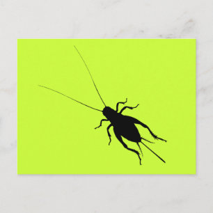 Schwarze Grille Postkarte