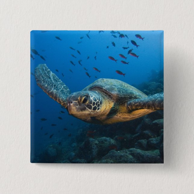 Schwarze (grüne) Schildkröte (Chelonia agassizi) Button (Vorderseite)