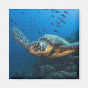 Schwarze (grüne) Schildkröte (Chelonia agassizi) Magnet