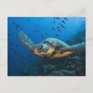 Schwarze (grüne) Schildkröte (Chelonia agassizi) Postkarte
