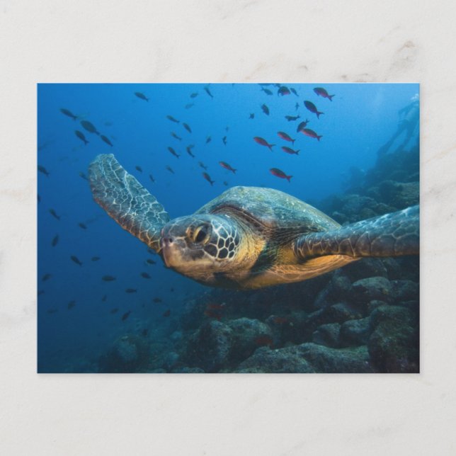Schwarze (grüne) Schildkröte (Chelonia agassizi) Postkarte (Vorderseite)